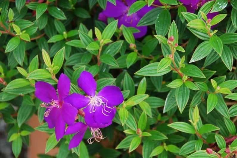 Tibouchina urvilleana, Princess Flower, Lasiandra, Purple Glory Bush, Pleroma, Purple Glory Tree, Flowering Shrub, Purple Flowers