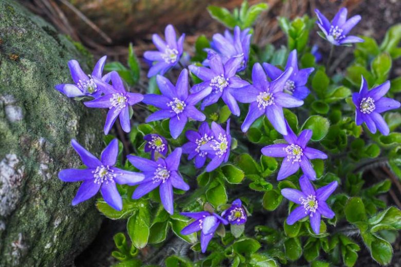 Hepatica nobilis, Liverleaf, Crystal Wort, Ivy Flower, Liver Balsam, Liver Moss, Blue Flowers, Winter Flowers, Early Spring Flowers