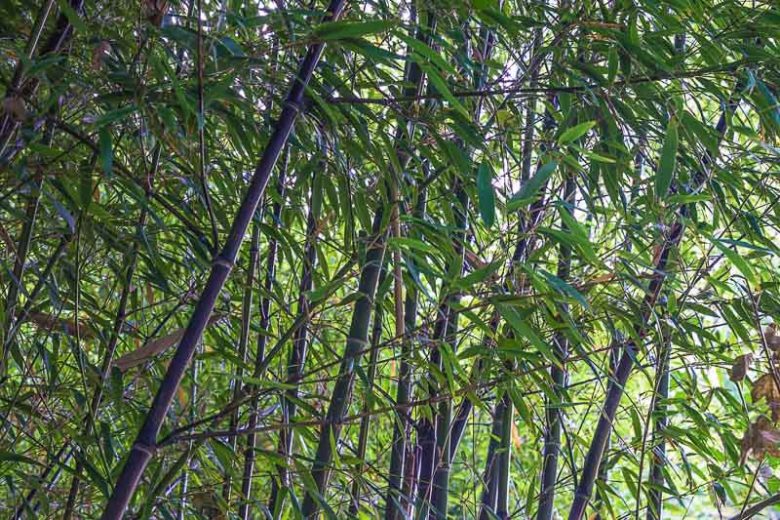 Phyllostachys vivax f. aureocaulis, Golden Chinese Timber Bamboo, Phyllostachys aureocaulis, Phyllostachys vivax 'Aureocaulis', Running Bamboo, Evergreen Bamboo, Shade plants, shade perennial, plants for shade, plants for wet soil