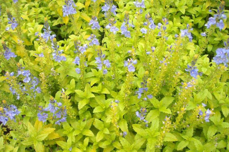 Veronica prostrata 'Aztec Gold', Prostrate Speedwell 'Aztec Gold', Rock Speedwell 'Aztec Gold', Veronica rupestris 'Aztec Gold', Blue Flowers, Ground covers, Golden groundcover