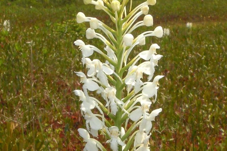 Platanthera blephariglottis, White Fringed Orchid, White Fringed Bog Orchid