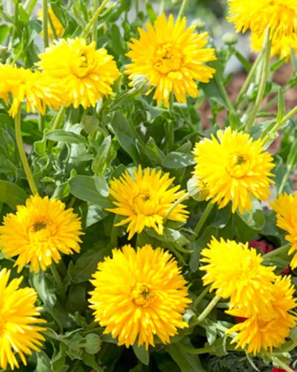 Calendula  officinalis 'Yellow Porcupine', Pot Marigold Yellow Porcupine, English Marigold Yellow Porcupine, Yellow Calendula, Yellow Pot Marigold, Yellow Marigold