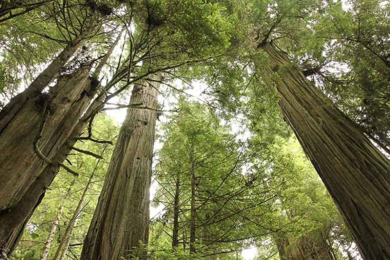 Sequoia sempervirens, Coast Redwood, Redwood, California Redwood, Coastal Sequoia, Evergreen Conifer, Attractive bark Tree