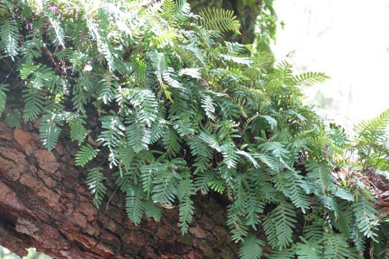 Pleopeltis polypodioides, Resurrection Fern, Pleopeltis michauxiana, Polypodium polypodioides, Evergreen Fern, Shade Evergreens, Shade Plants, Shade Perennials