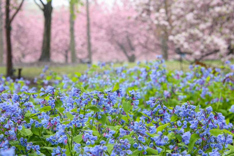 Mertensia virginica, Bluebells, Virginian Bluebells, Blue and Pink Ladies, Blue Iris, Chiming Bells, Kentucky Bluebells, Roanoke Bells, Smooth Lungwort, Tree Lungwort, Virginian Cowslip, Virginian Spiderwort