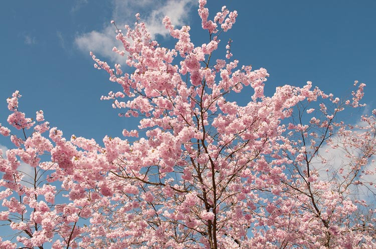 Prunus 'Accolade',Flowering Cherry 'Accolade', Cherry 'Accolade', Pink flowers, Spring Flowers