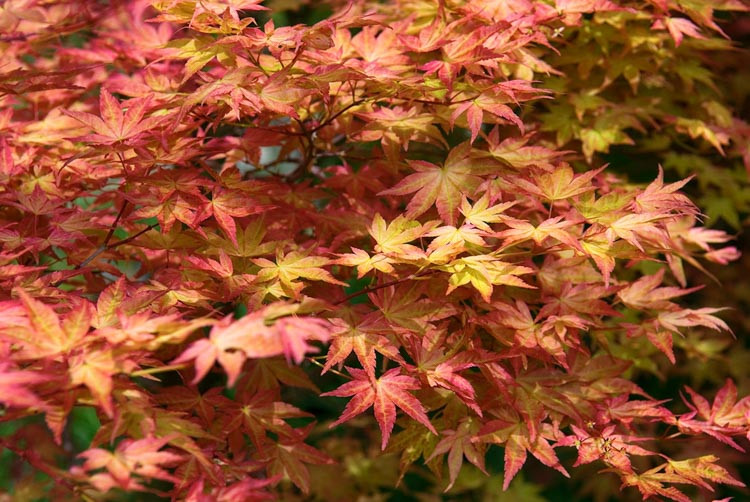 Acer palmatum 'Shin-Deshojo', Japanese Maple Shin-Deshojo, Japanese maple 'Shindeshojo', Tree with fall color, Fall color, Attractive bark Tree, red leaves, Red Acer, Red Japanese Maple, Red Maple