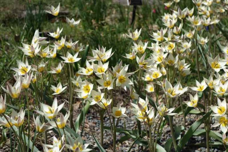 Tulip Turkestanica,Tulipa Turkestanica,Tulipe Turkestanica, Turkestan Tulip, Botanical Tulips, Tulip Species, Rock Garden Tulips, Wild Tulips, Early blooming tulips