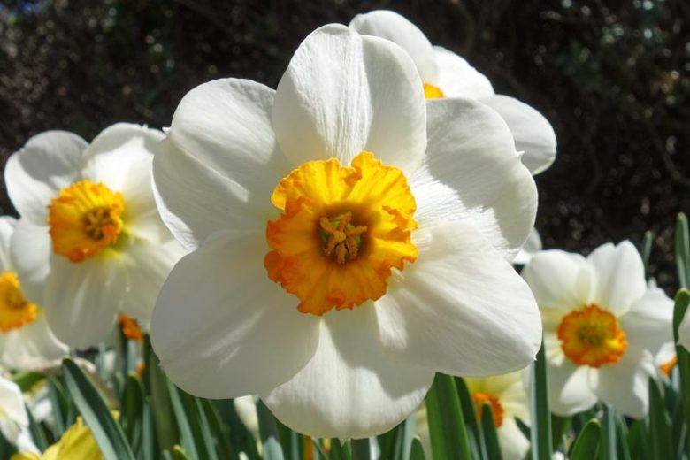 Narcissus 'Barrett Browning' (Small-Cupped Daffodil)