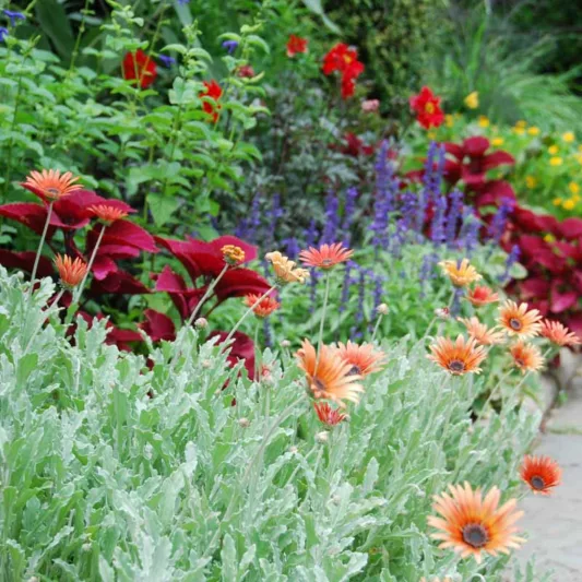thumbnail image 2 of Blue Sage Seeds For Planting | Grow This Fragrant Perennial 2 of 13