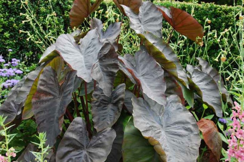 Colocasia esculenta 'Diamond Head', Taro 'Diamond Head', Elephant Ears 'Diamond Head', dark leaves, evergreen perennial,