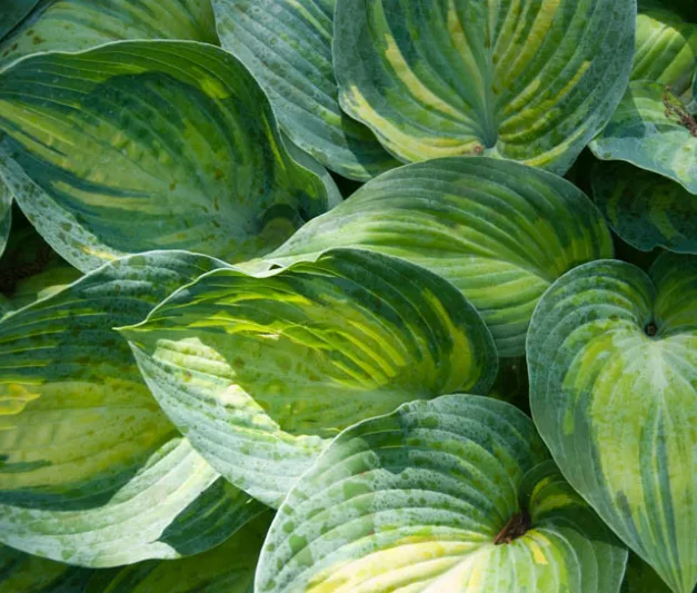 Hosta June, Variegated Plantain lily, Plantain Lily 'June', Shade perennials, Plants for shade