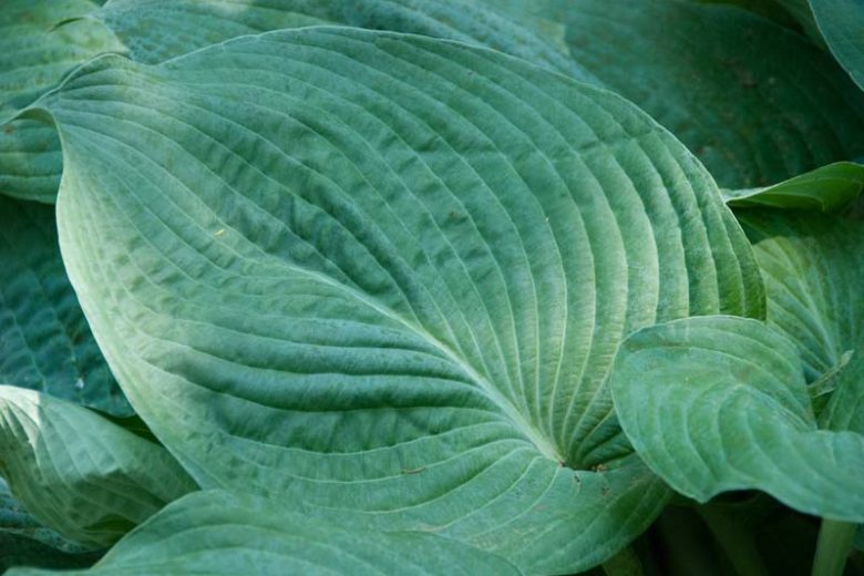 Hosta 'Blue Ange',  Plantain Lily 'Blue Angel', 'Blue Angel' Hosta, sieboldiana Hosta, Blue Hostas, Shade perennials, Plants for shade