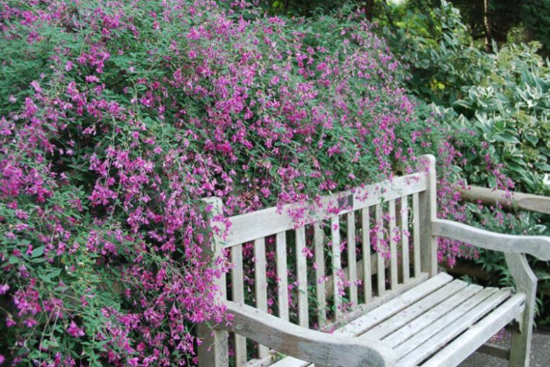 Lespedeza thunbergii,Bush Clover, Thunberg Lespedeza, Thunberg Bush Clover , deciduous shrub, pink flowers, purple flowers, flowering shrub