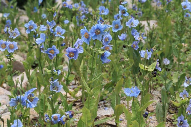 Meconopsis betonicifolia, Himalayan Poppy, Blue Poppy, Tibetan Poppy, blue flowers