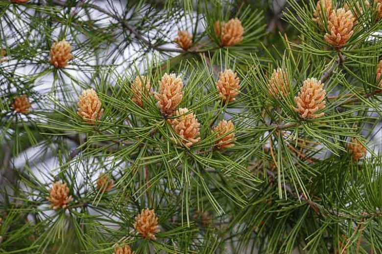 Pinus bungeana, Lacebark Pine, Chinese Lacebark Pine , Evergreen Conifer, Evergreen Shrub, Conifer,