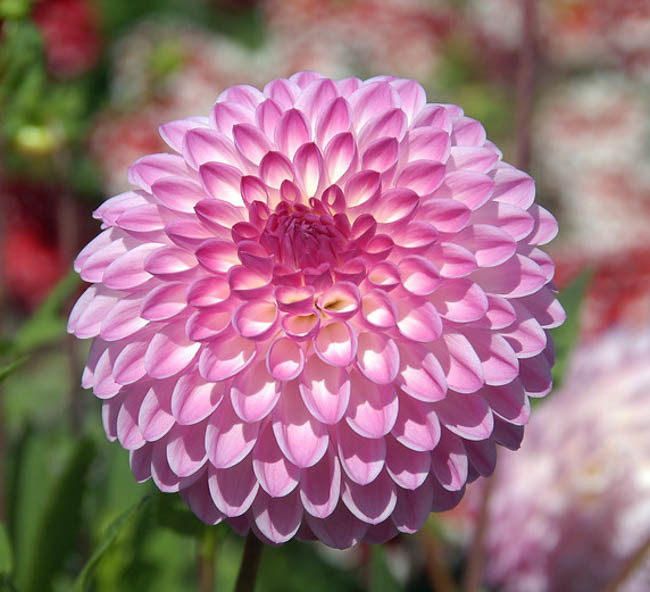 Dahlia 'Martina'
