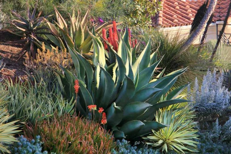 Agave marmorata, Marbled Agave, Huiscole, Pisomel, Succulent, Drought Tolerant Plant