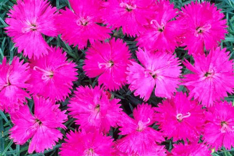 Dianthus 'Neon Star', Pink 'Neon Star', Neon Star Pink, Pink Flowers, Pink Dianthus, Pink Garden Pink