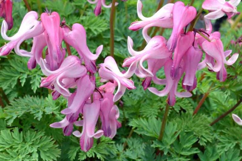 Dicentra spectabilis, Bleeding Heart, Lamprocapnos spectabilis, Shade gardens, shady gardens, Pink Flowers, Bleeding Heart, Showy Bleeding heart, Dutchman's Breeches, Chinaman's Breeches, Locks and Keys, Lyre Flower, Seal Flower, Old-Fashioned Bleeding Heart, Lamprocapnos Spectabilis