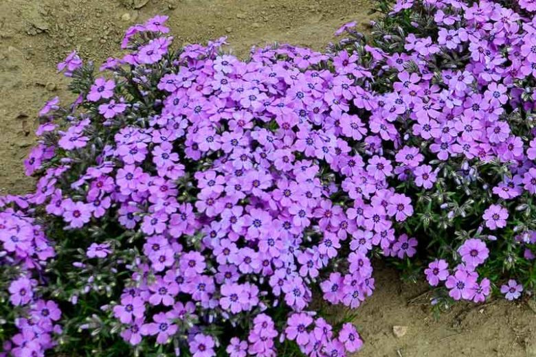 Phlox Subulata 'Eye Shadow', Phlox 'Eye Shadow', Alpine Phlox 'Eye Shadow', Moss Phlox 'Eye Shadow', Creeping phlox 'Eye Shadow', Pink Phlox, Pink flowers, Purple Phlox, Purple Flowers