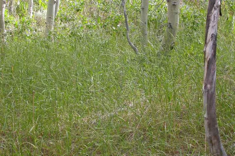 Elymus glaucus, Blue Wild Rye, Blue Wildrye, Ornamental Grass, California Native Grass