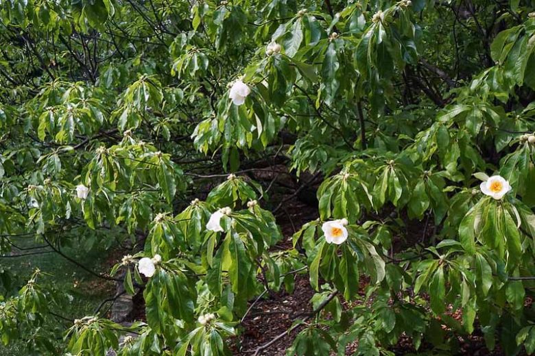 Franklinia alatamaha, Franklin Tree, Franklinia, Franklintree, Gordonia alatamaha, Gordonia pubescens, fall color, White flowers