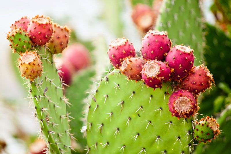 Prickly Pear (Opuntia): Growing, Care, and Culinary Uses