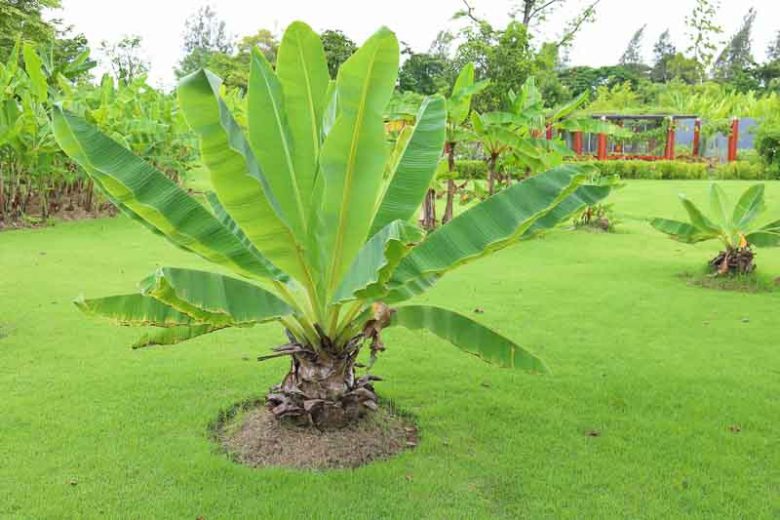 Musa ornata, Flowering Banana, Ornamental Banana, Banana, Tropical Tree, Tropical Shrub