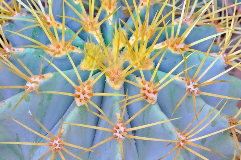 Ferocactus glaucescens, Blue Barrel Cactus, Glaucous Barrel Cactus, Bisnaga glaucescens, Echinocactus glaucescens, Echinocactus pfeifferi, Ferocactus pfeifferi