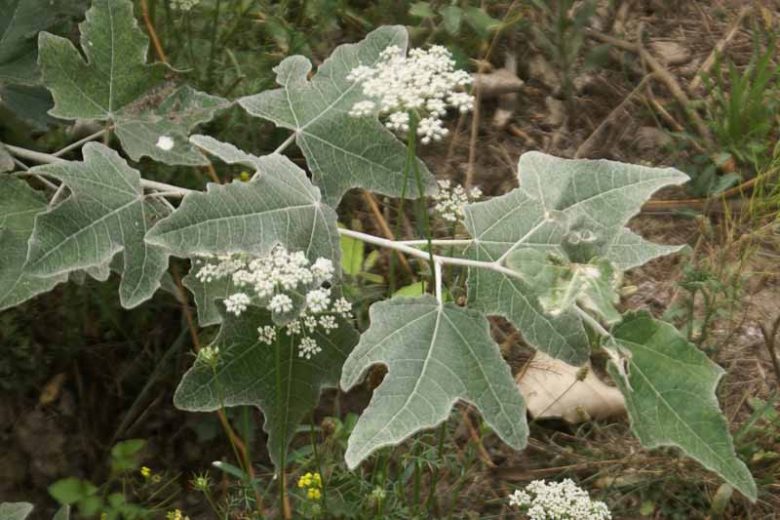 Populus alba, White Poplar, Abele, Abbey, Dutch Beech, Silver-Leaved Poplar, White Asp, Deciduous Tree, Fall Color