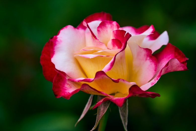Pot Bébé - Rose Blossom