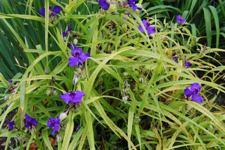 Tradescantia 'Sweet Kate',  Spider Lily 'Sweet Kate', Spiderwort 'Sweet Kate', Blue Flowers, Purple Flowers, Yellow Foliage, Golden Foliage