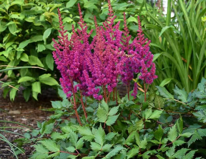 Chinese Astilbe 'Vision in Red', False Spirea 'Vision in Red', False Goat's Beard 'Vision in Red', Astilbe 'Vision in Pink', Astilbe 'Vision in Red', Astilbe 'Vision in White'