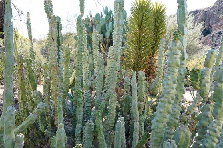 Pachycereus schottii f. monstrosus, Totem Cactus, Totem Pole Cactus, Totem Pole, Monstrous Whisker Cactus, Lophocereus schottii f. monstrosus, Columnar Cactus, Columnar Succulent