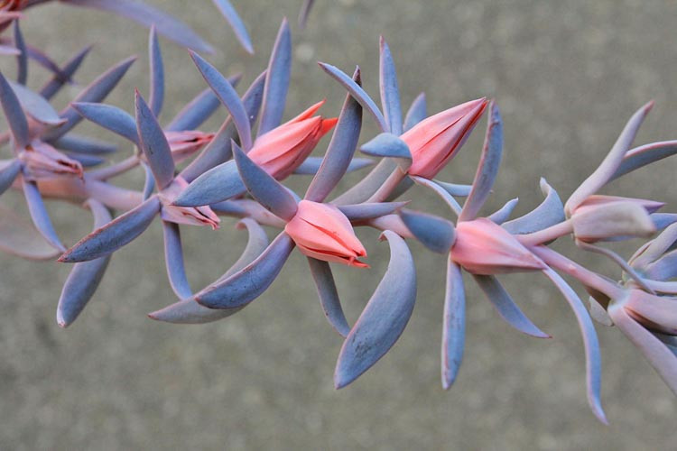 Echeveria 'Afterglow'
