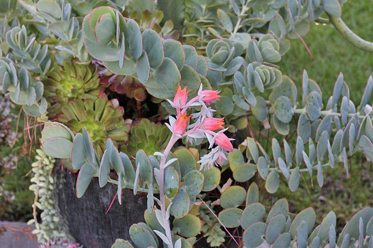 Kalanchoe marnieriana, Marnier's Kalanchoe, succulent plant, Pink flowers, Drought tolerant plant, succulent