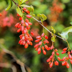 Goji Berry, Wolfberry, Chinese Wolfberry, Matrimony Vine