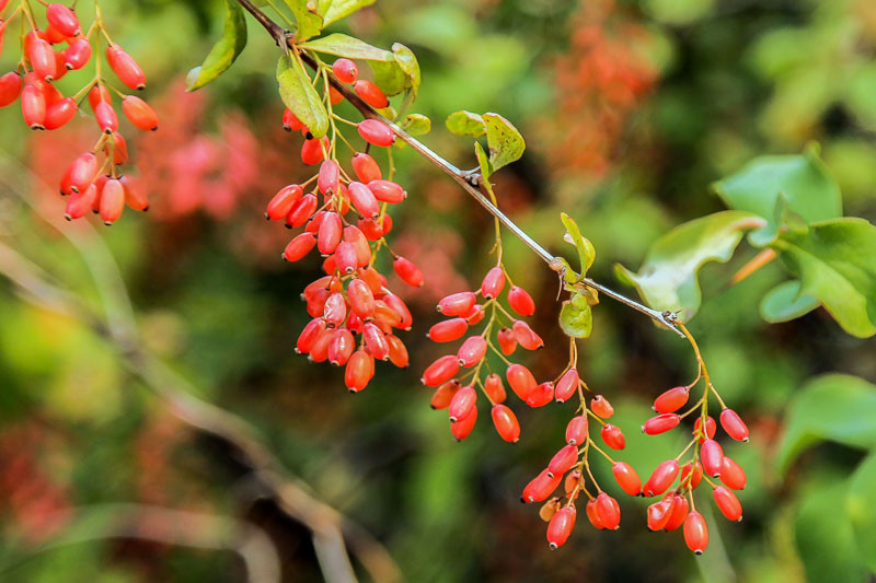 Bright red goji berries on arching stems with narrow gray green leaves