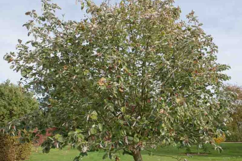 Sorbus thibetica 'John Mitchell', Tibetan Whitebeam 'John Mitchell', Sorbus aria 'Mitchellii', Small Tree, Fall Color, Berries