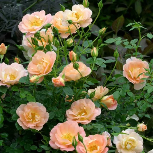 Rose Oso Easy Peachy Cream, Rosa Oso Easy Peachy Cream, Oso Easy Peachy Cream Rose, Shrub Roses, Rose bushes, Garden Roses, Rosa 'Horcoherent', Orange Roses, Orange Flowers, Groundcover Rose