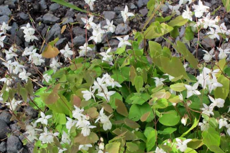Epimedium × youngianum 'Niveum', Snowy Barrenwort, Barrenwort 'Niveum', Bishop's Hat 'Niveum', Bishop's Mitre 'Niveum', Fairy Wings 'Niveum', Shade Plants, Shade Perennials, White Flowers, Groundcovers, Ground Cover