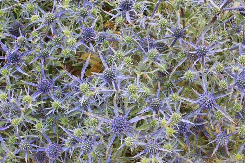 Eryngium x tripartitum, Tripartite Sea Holly, Tripartite Eryngo, Blue flowers, Blue perennials