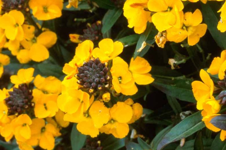 Erysimum 'Walberton's Fragrant Sunshine', Wallflower 'Walberton's Fragrant Sunshine', Erysimum  'Fragrant Sunshine', yellow wallflower, yellow erysimum