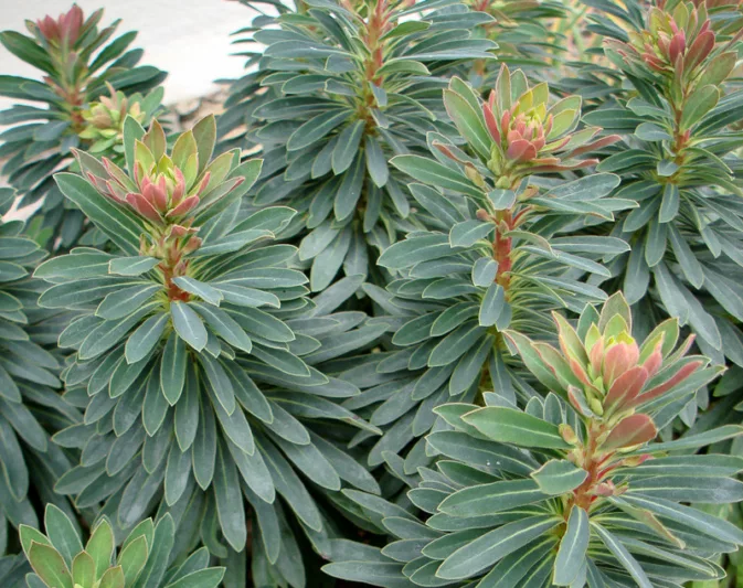 Euphorbia × Martinii 'Tiny Tim', Martin's Spurge 'Tiny Tim', Drought tolerant perennial, Deer resistant perennial, rabbit resistant