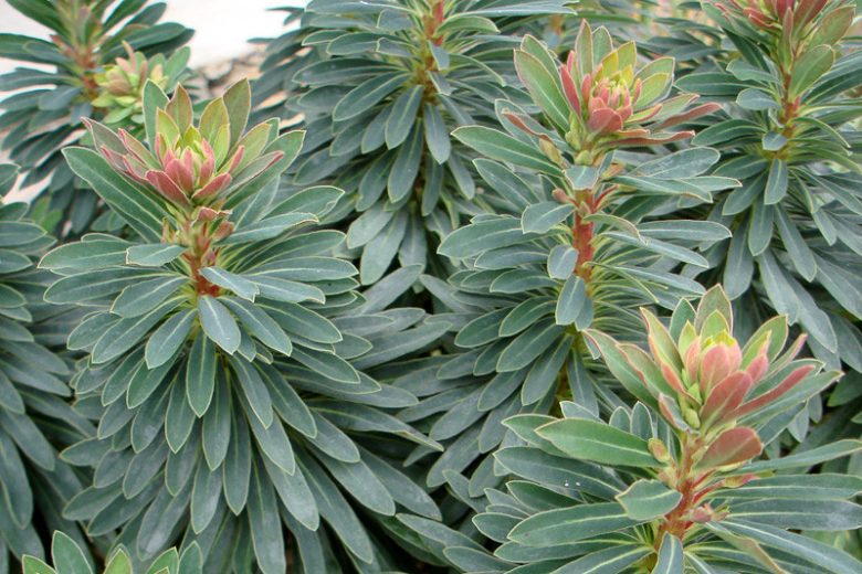Euphorbia × Martinii 'Tiny Tim', Martin's Spurge 'Tiny Tim', Drought tolerant perennial, Deer resistant perennial, rabbit resistant