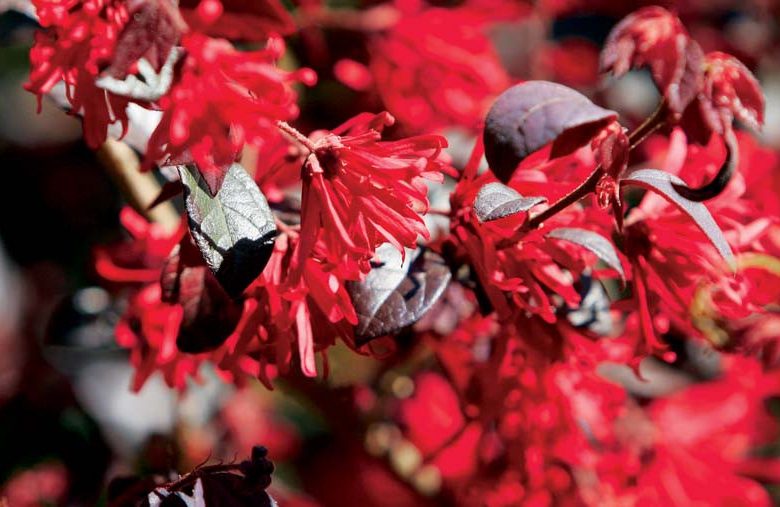 Loropetalum chinense 'Ever Red', Chinese Fringe Flower 'Ever Red', Ever Red Chinese Fringe Flower, Loropetalum chinense 'Chang Nian Hong', evergreen shrubs, red flowers, dark foliage