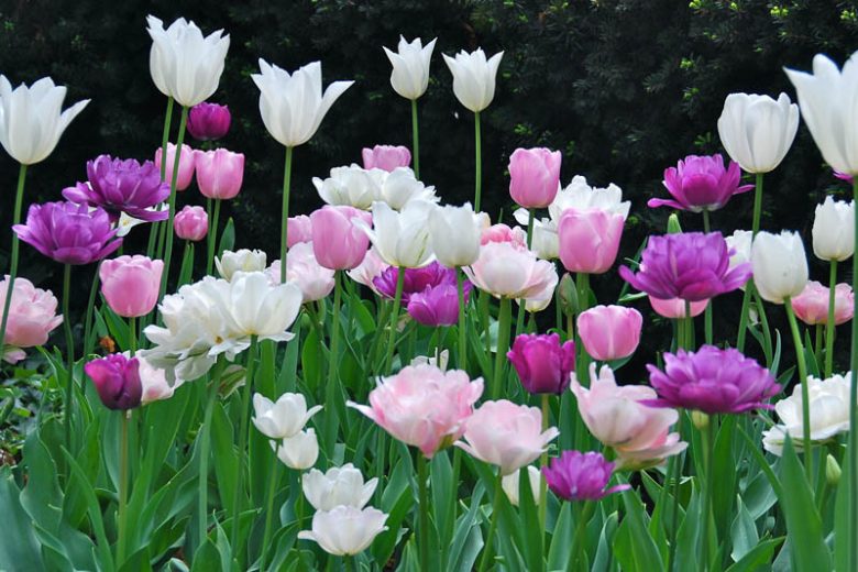 Tulipa 'Bleu Aimable', Tulip 'Bleu Aimable', Single Late Tulip 'Bleu Aimable', Single Late Tulips, Spring Bulbs, Spring Flowers, Purple Tulip,Blue Tulips