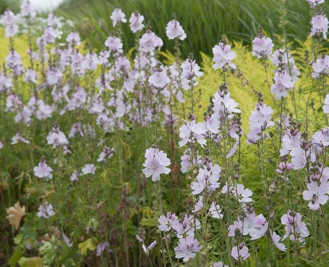 Sidalcea Sidalcea 'Elsie Heug , Checker Bloom 'Elsie Heugh', Prairie Mallow 'Elsie Heugh', Pink Mallows, Pink flowers
