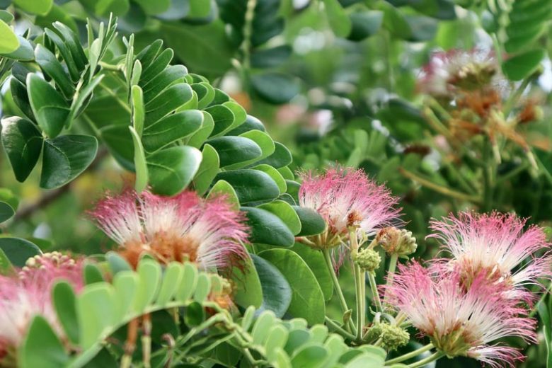Albizia saman, Saman, Rain Tree, Monkeypod, Samanea saman, pink flowers,  Tropical Shade Tree, Shade Tree